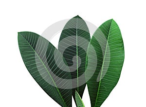 tropical dark green leaf, large foliage,