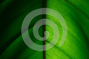Tropical dark green leaf texture in backlight.