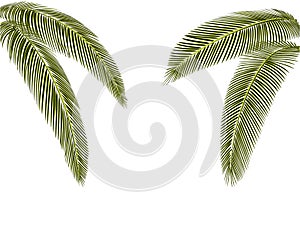 Tropical dark green palm leaves. On both sides. Isolated on a white background without mesh and gradient. illustration
