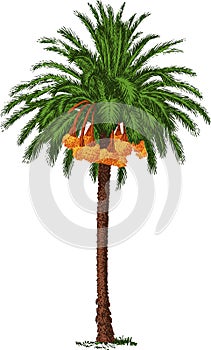 Tropical date palm. Vector