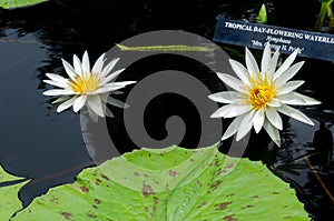 Tropical day-flowering waterlily. Nymphaea flowers on dark water