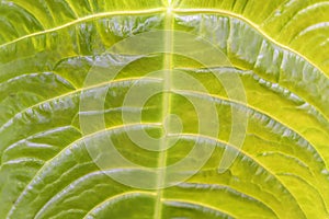 Tropical decorativ plant foliage, texture. Macro photo of fresh leaf , natural pattern, exotic botanical background