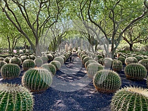 Tropical desert garden