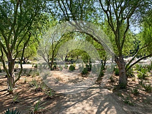 Tropical desert garden