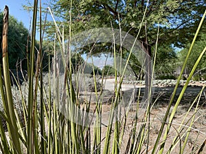 Tropical desert garden