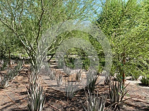 Tropical desert garden