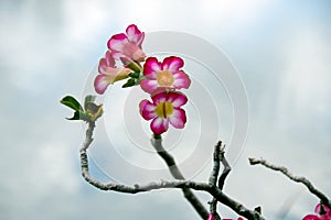 Tropical desert roses