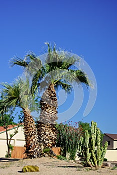 Tropical Desert Style Xeriscaping in Phoenix, AZ photo