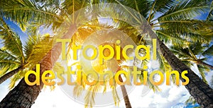 Tropical destinations and palm trees