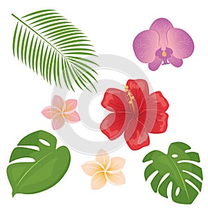 Tropical different type exotic leaves and flowers set. Jungle plants. Monstera and palm leaves. Orchid, hibiscus and