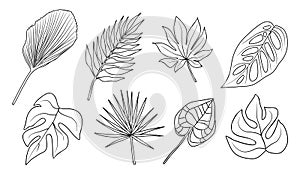 Tropical different type exotic leaves line drawing
