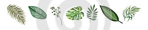 Tropical different type exotic leaves vector set.