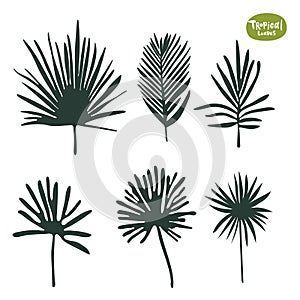 Tropical doodle Palm tree and ficus leaves collection. Set of vector isolated silhouettes on white background