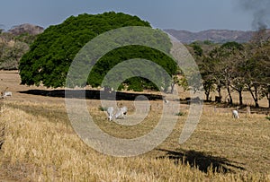 The tropical dry planes photo