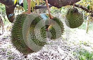 Tropical durian fruit on the tree. Young and not yet ripe.