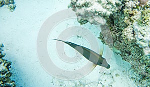 Tropical Dusky Surgeonfish with Fins Outstretched