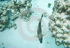 Tropical Dusky Surgeonfish