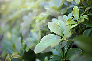 Tropical Dwarf Umbrella Tree Leaves Close up and Blurred in the Background