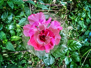 Tropical Elegance: Vibrant Hibiscus Flower in Full Bloom