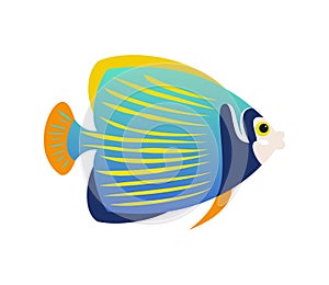 Tropical Emperor angelfish on white background.