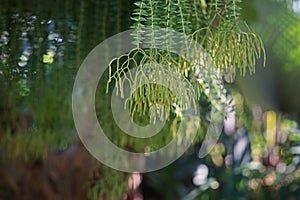 Tropical epiphyte plants for garden decoration