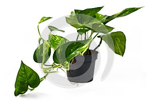 Tropical `Epipremnum Aureum Golen Pothos` house plant in flower pot isolated on white background photo