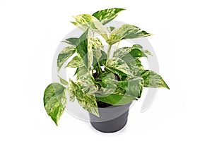 Tropical `Epipremnum Aureum Marble Queen` house plant in flower pot isolated on white background