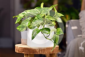 Tropical `Epipremnum Aureum Marble Queen` pothos houseplant with white variegation in flower pot