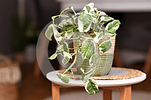 Tropical `Epipremnum Aureum N`Joy` pothos houseplant with variegated leaves in basket flower pot on coffee table