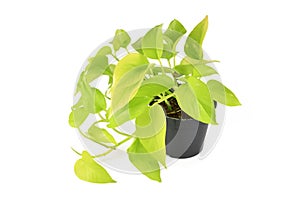 Tropical `Epipremnum Aureum Neon` houseplant in flower pot on white background