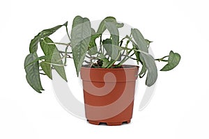 Tropical `Epipremnum Pinnatum Cebu Blue` houseplant with silver-blue leaves in flower pot on white background