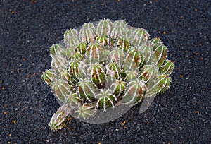 Euphorbia echinus cactus plant in Lanzarote photo