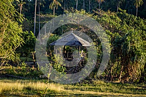 Tropical evening light with wooden hut and palmtree