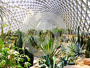 Tropical Exhibition Greenhouse plants