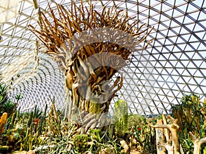 Tropical Exhibition Greenhouse plants