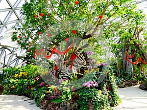 Tropical Exhibition Greenhouse plants