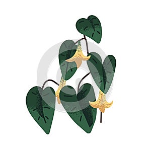 Tropical exotic blooming plant with green leaf and blossomed flowers. Botanical floral element, heart-shaped leaves