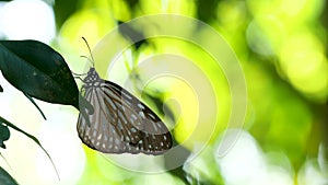 Tropical exotic butterfly with blue, gray and white wings sits on green leaf on tree