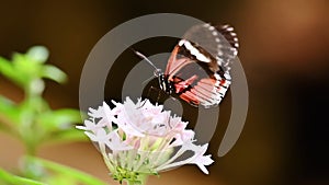 Tropical exotic butterfly Heliconius Erato in jungle rainforest flying on green leaves, macro close up. Spring paradise