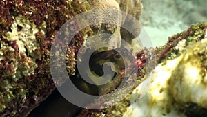 Tropical exotic fish on blue background of sea bottom in ocean on Galapagos.