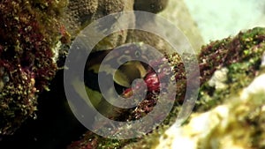 Tropical exotic fish on blue background of sea bottom in ocean on Galapagos.