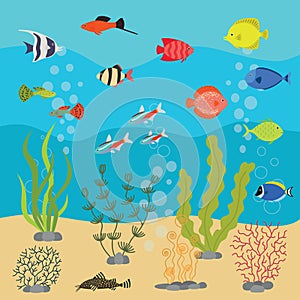 Tropical exotic fishes in aquarium or ocean underwater. Vector illustration of fish tank with colorful sea fishes