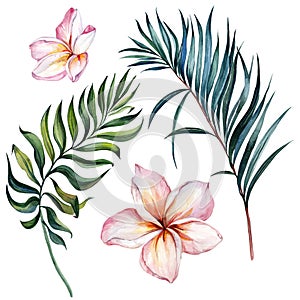 Tropical exotic floral set. Beautiful pink plumeria flowers and green palm leaves isolated on white background.