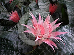 Tropical Exotic Flowers
