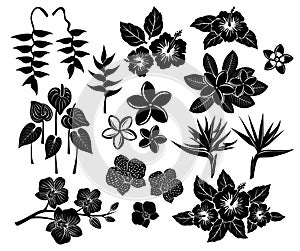 Tropical exotic flowers silhouette set