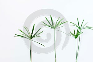 Tropical exotic green palm branches leaves on a white background