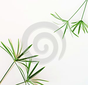 Tropical exotic green palm branches leaves on a white background