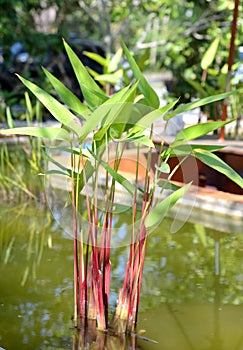 Tropical exotic heliconia plant.