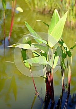 Tropical exotic heliconia plant.