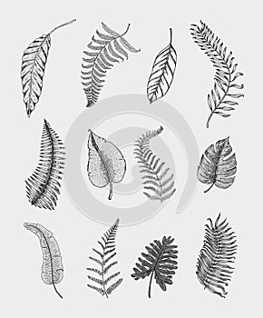 Tropical or exotic leaves, leaf of different vintage looking plants. monstera and fern, palm with banana botany set